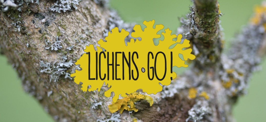 Rencontres Lichens Go! 2024 : Découvertes, échanges et médiation artistique