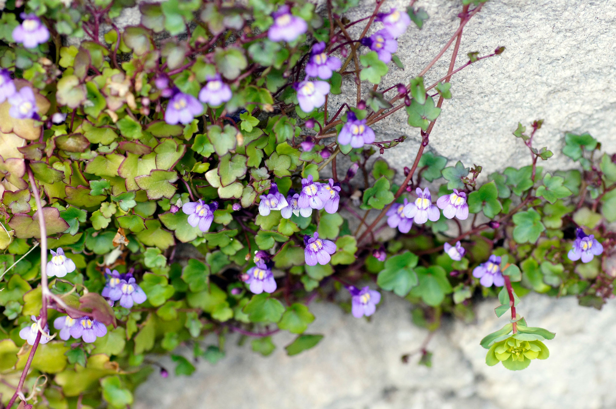 Comment préserver la biodiversité urbaine ? Réponse avec Sauvages de ma rue