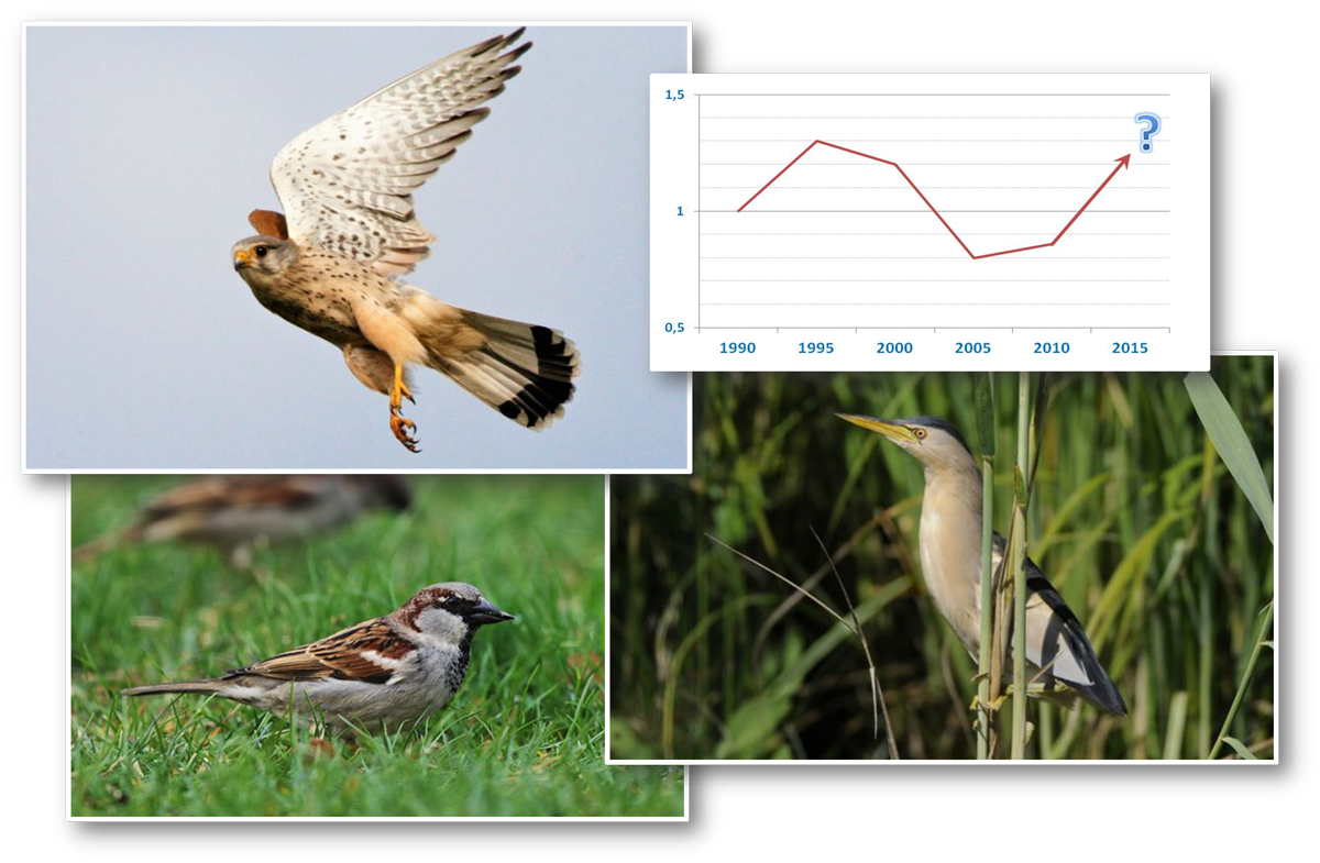 Un Nouvelle Liste Rouge Pour Les Oiseaux Menacés Dauvergne